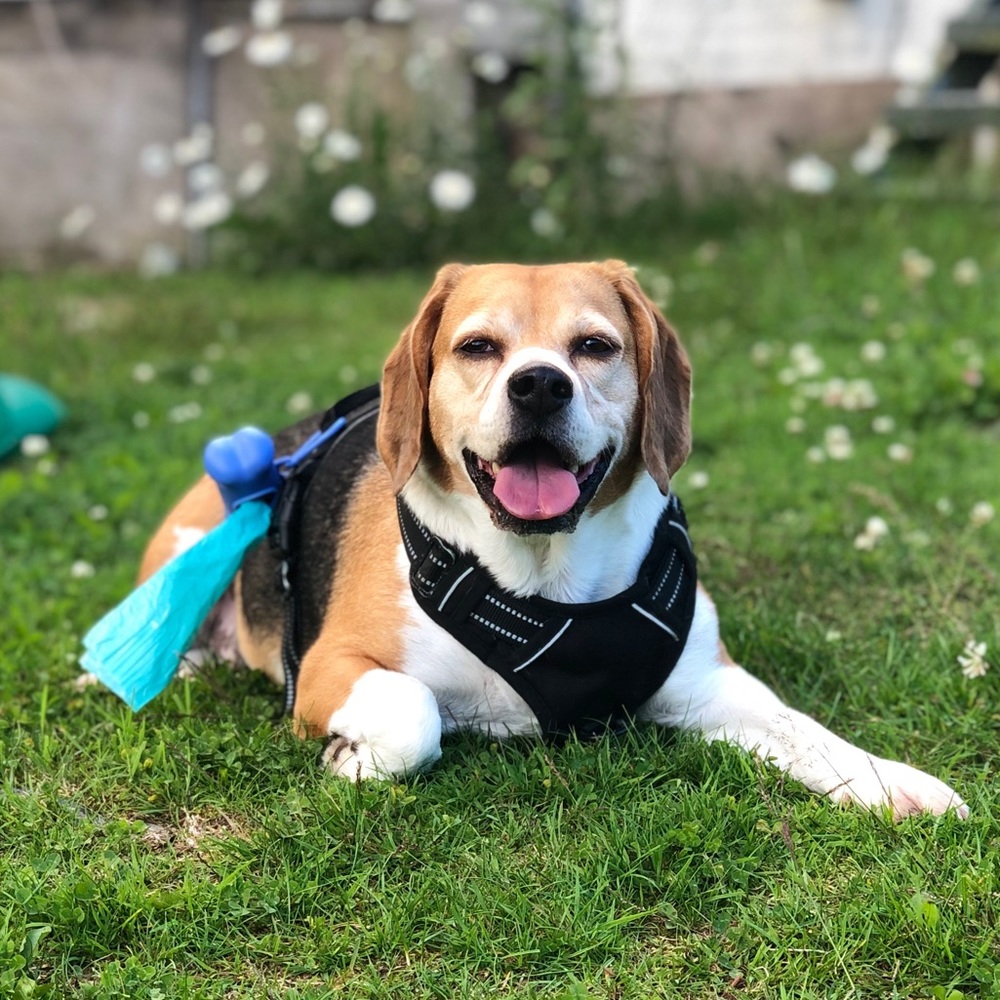 Meet your Posher, Grace